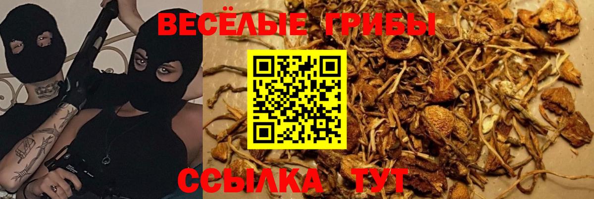 Галлюциногенные грибы Psilocybe  Вход с VPN  Вязники  Псилоцибиновые грибы Magic Shrooms 